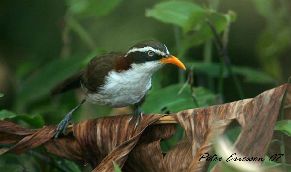 White-browed Scimitar Babbler