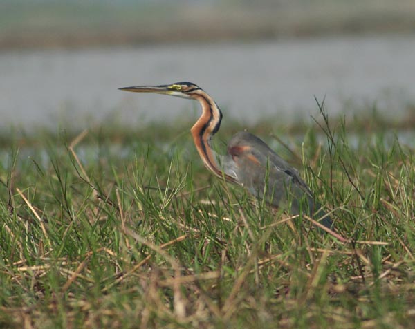 Purple Heron