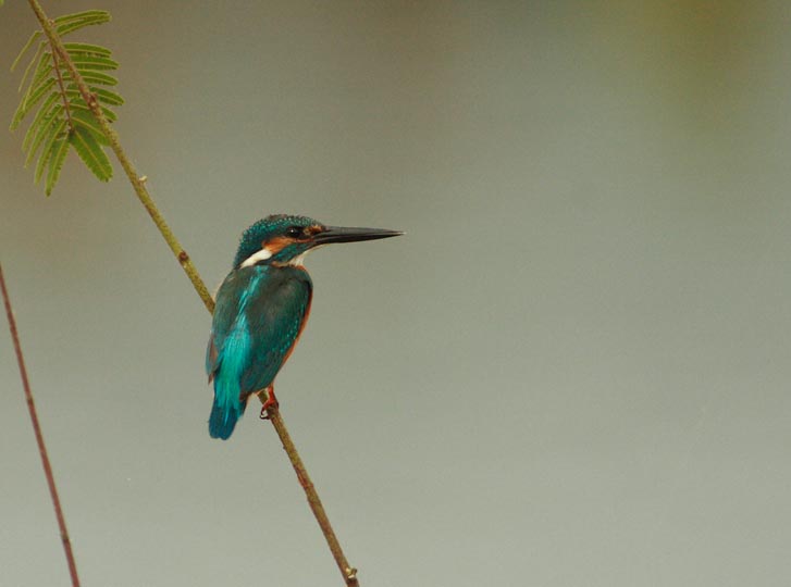 Common Kingfisher