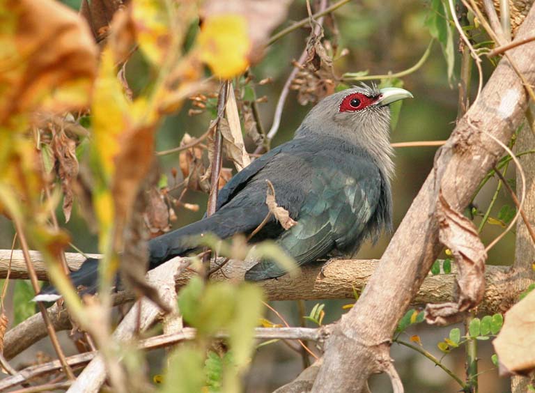 Green-billed Malkoha