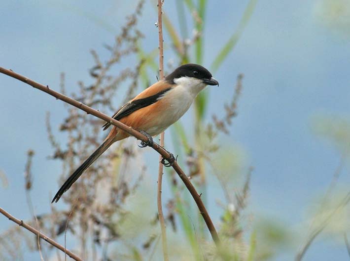 Long-tailed Shrike