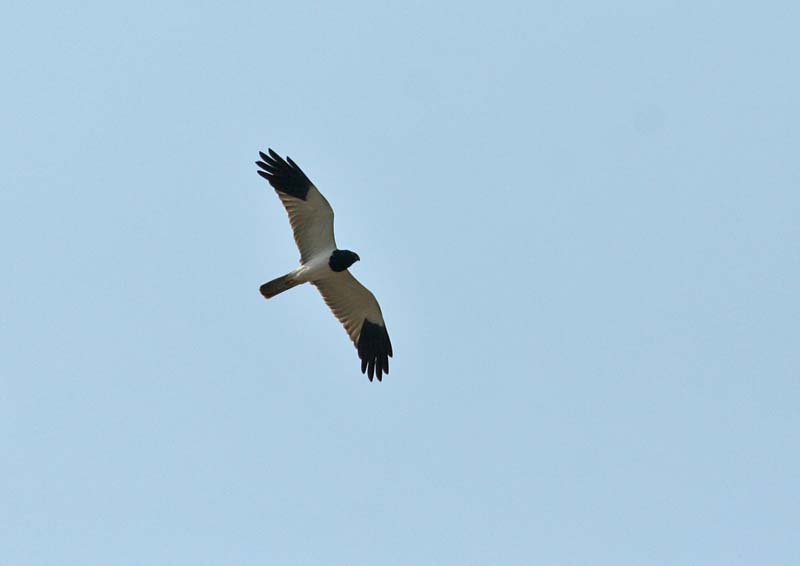 Pied Harrier