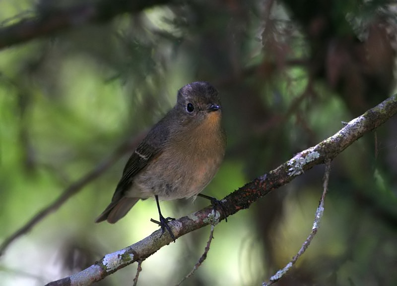 Slaty-backed Flycatcher, female