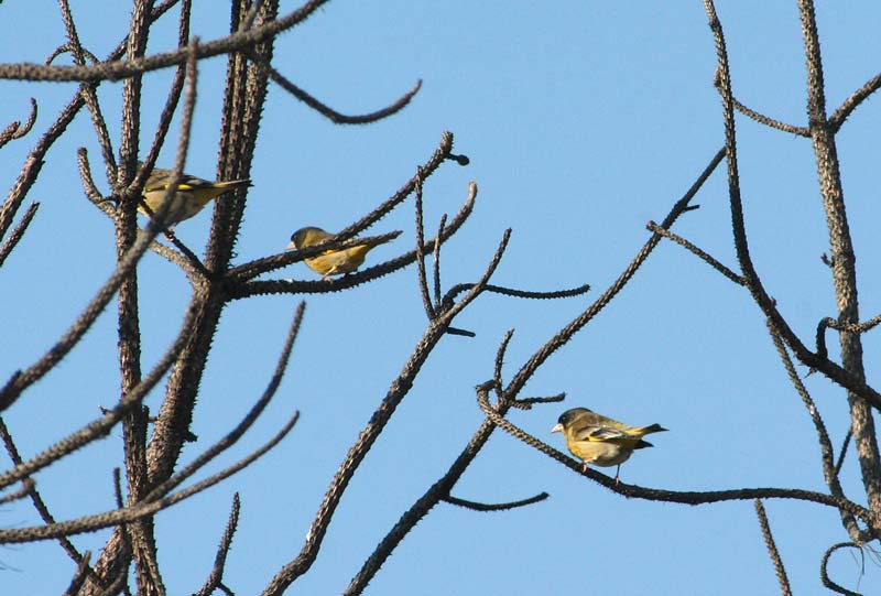 Black-headed Greenfinches