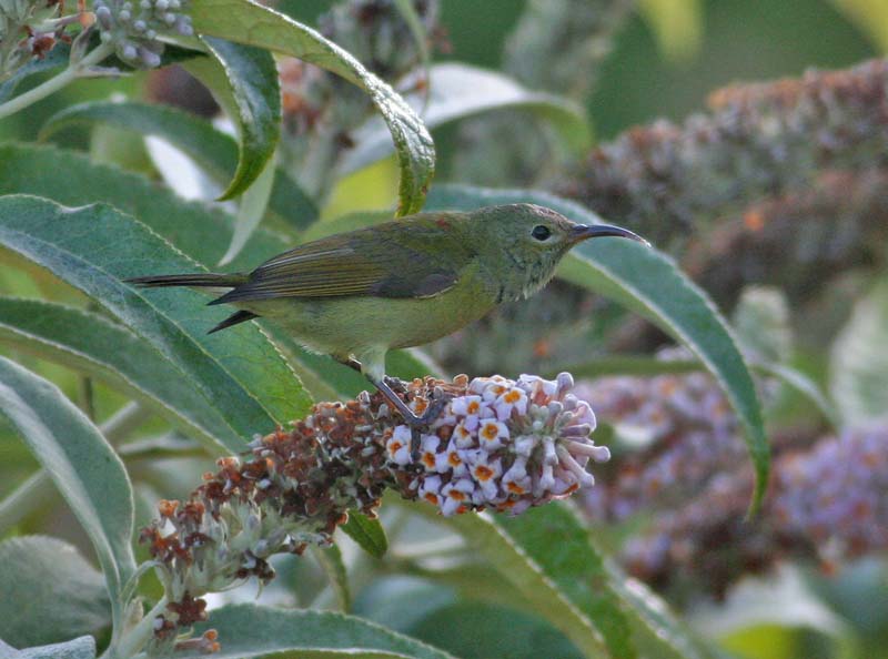 Mrs Gould's Sunbird, female
