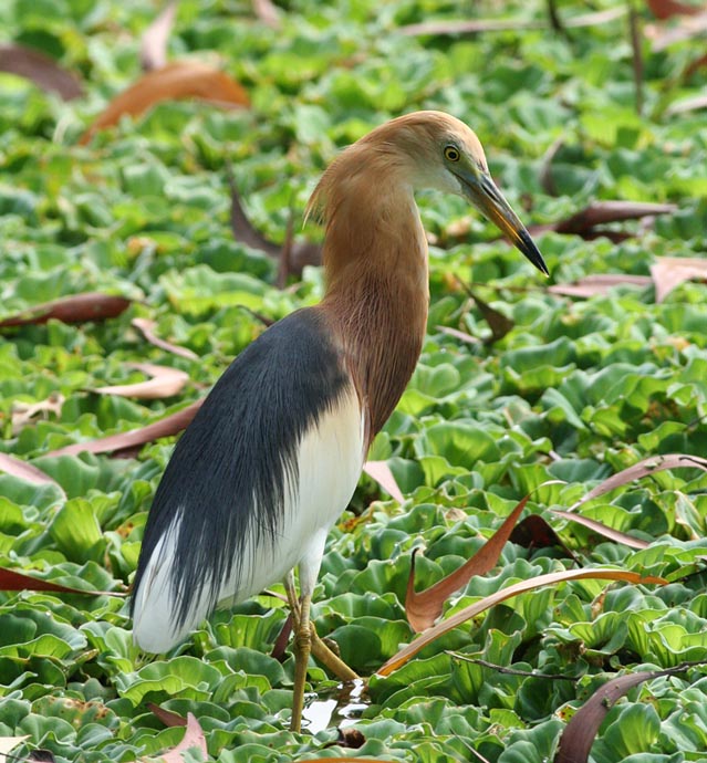 Java Pond Heron