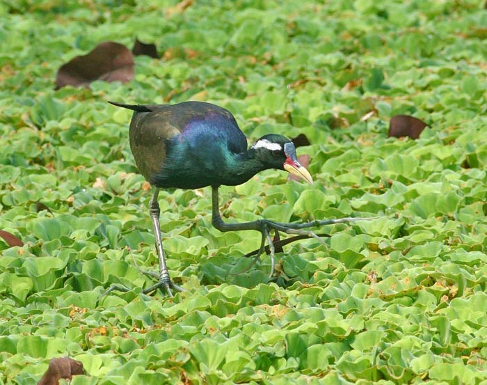 Bronze-winged Jacana