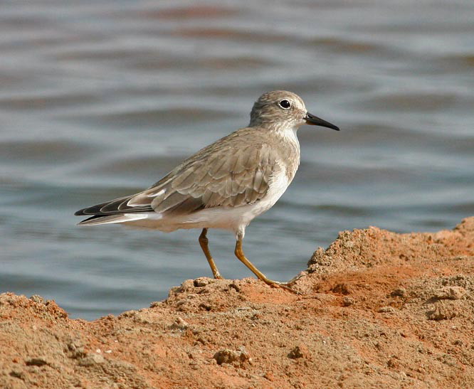 Temminck's Stint