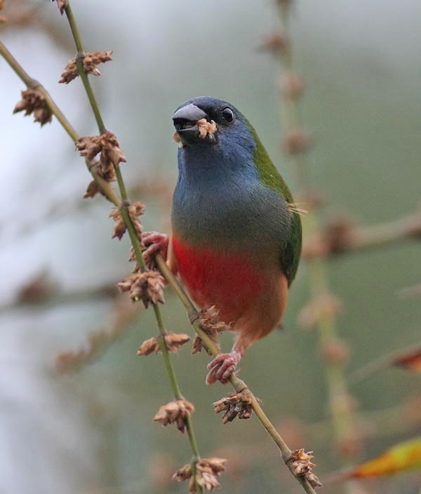 Pin-tailed Parrotfinch