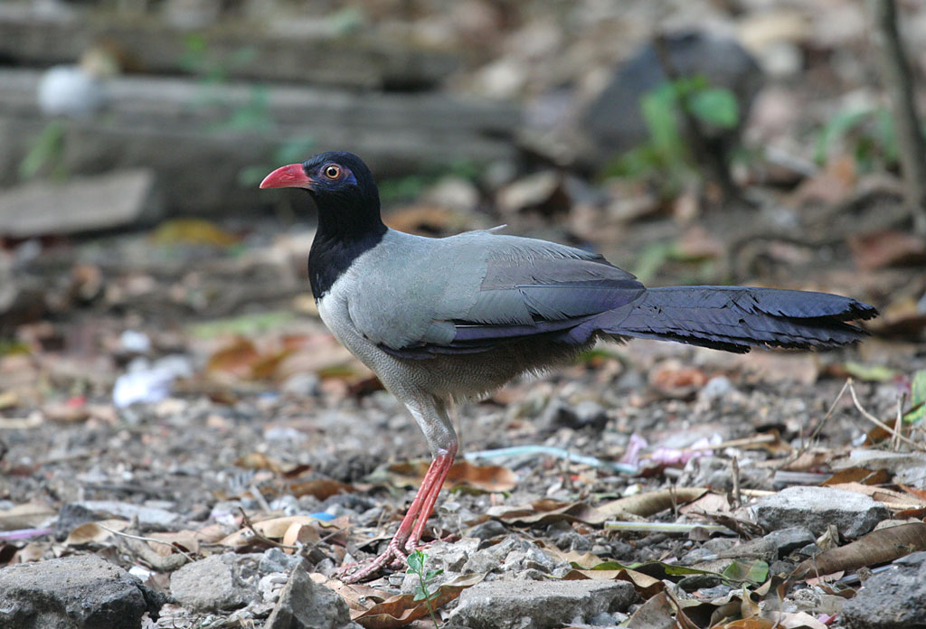 Coral-billed Ground Cuckoo