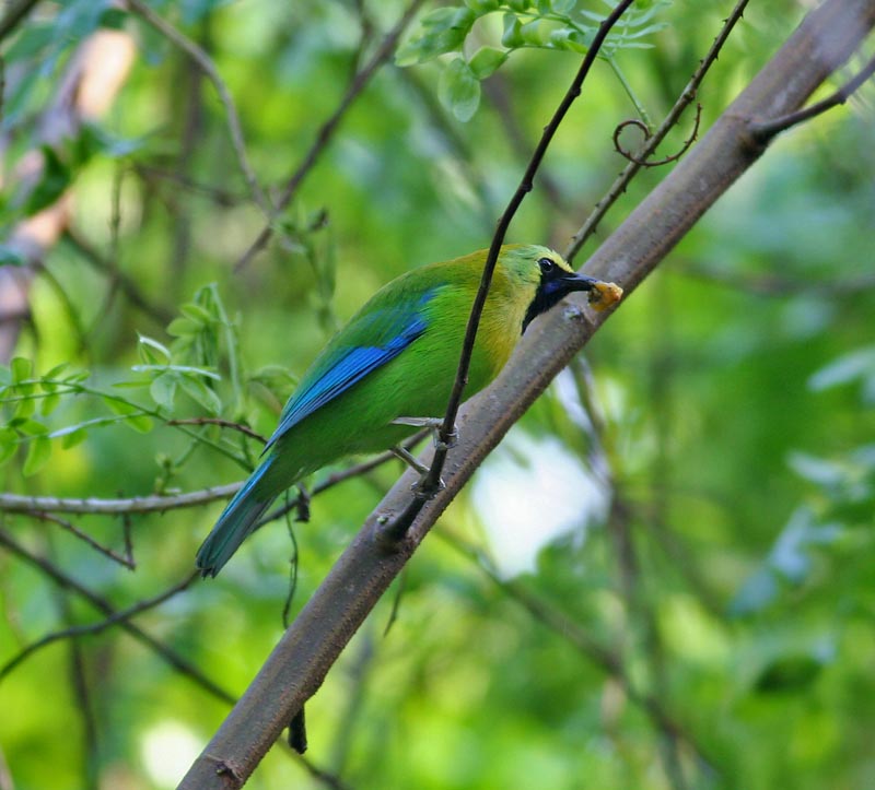 Blue-winged Leafbird, male