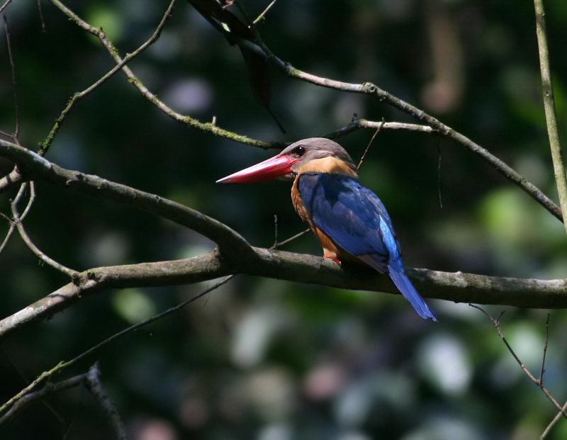 Stork-billed Kingfisher