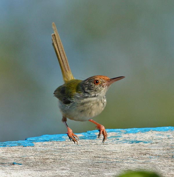 Common Tailorbird