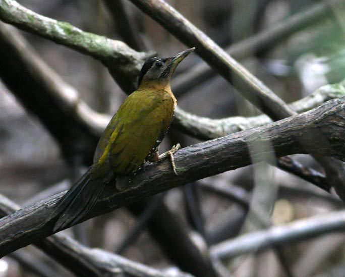 Streak-breasted Woodpecker