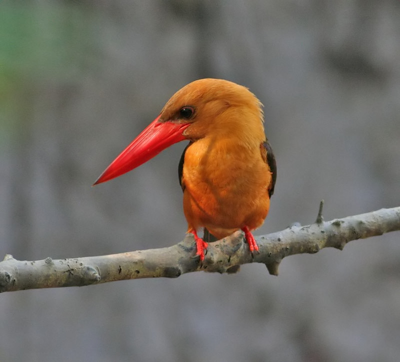 Brown-winged Kingfisher