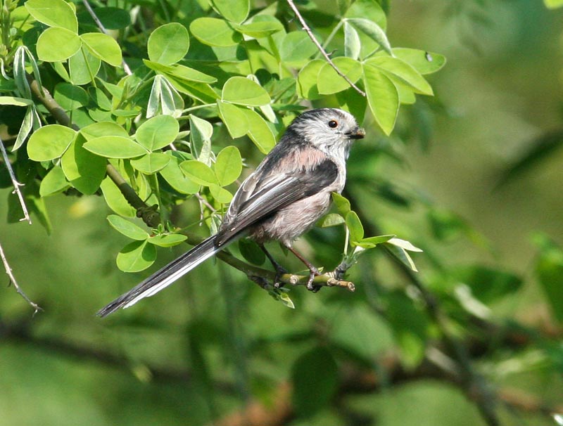 Long-tailed Tit (Stjrtmes)