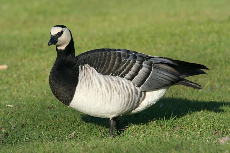 Barnacle Goose (Vitkindad gs)
