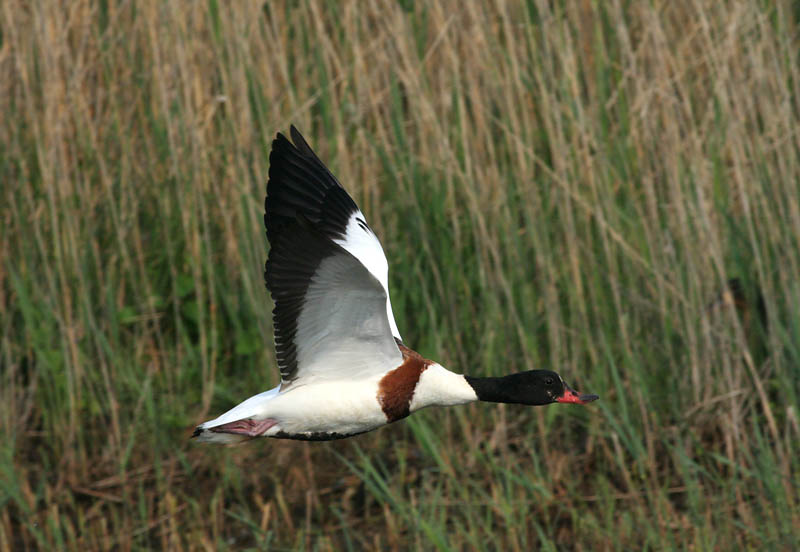 Common Shelduck (Gravand)