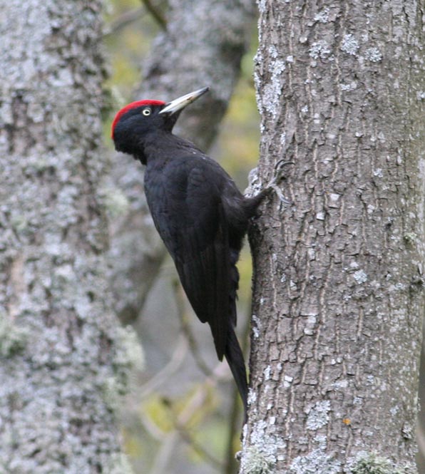 Black Woodpecker