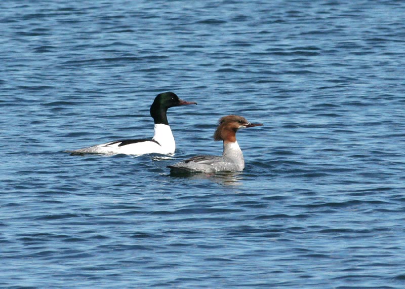 Common Merganser (Storskrake)