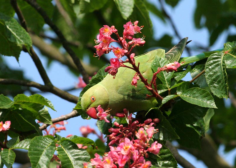 Ring-necked Parakeet (Ringhalsad Parakeet)