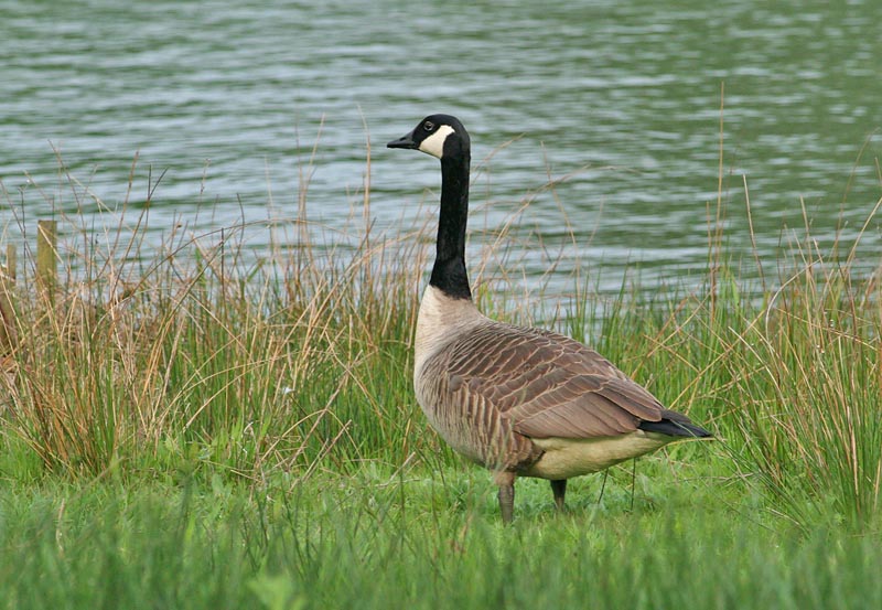Canada Goose (Kanadags)