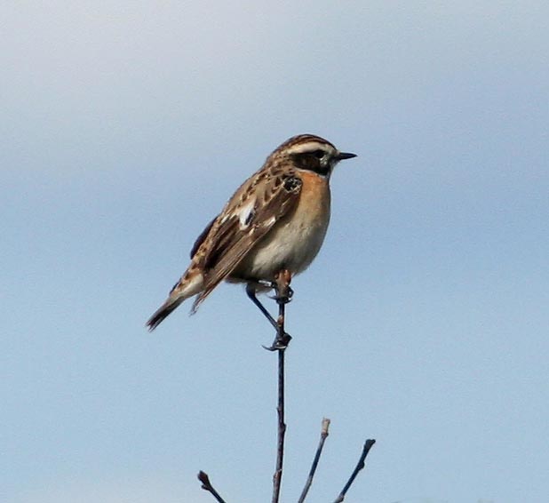 Whinchat (Buskskvtta)