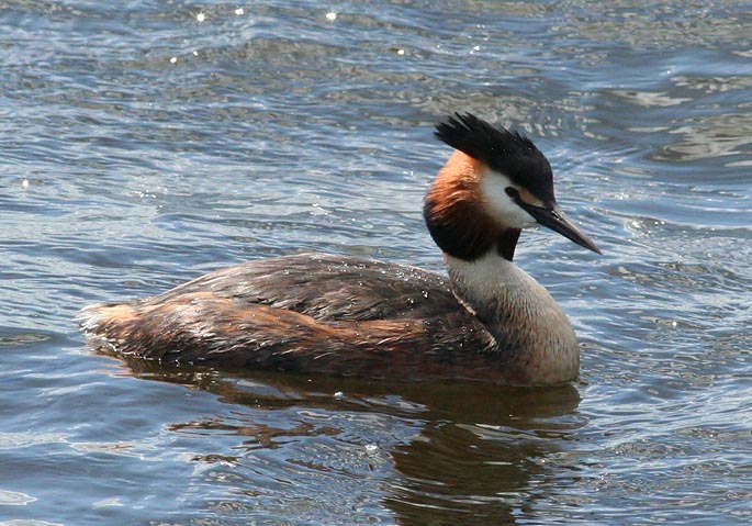 Great Crested Grebe (Skggdopping)