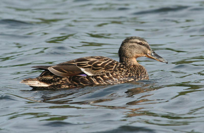 Mallard, fem (Grsand)