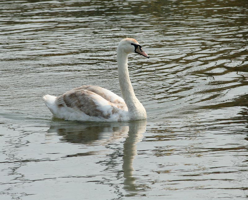 Mute Swan (Knölsvan)