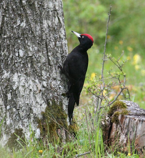 Black Woodpecker (Spillkrka)