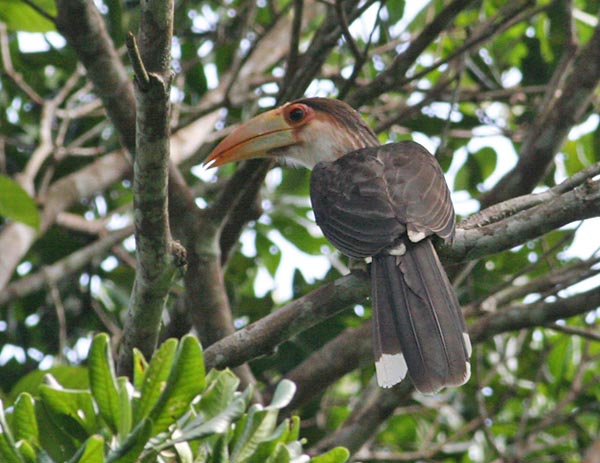 Austens Brown Hornbill