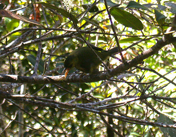 Mountain Blackeye