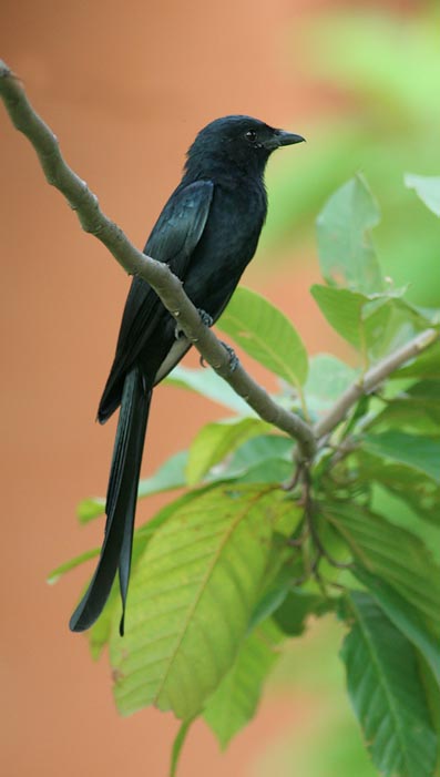 Black Drongo