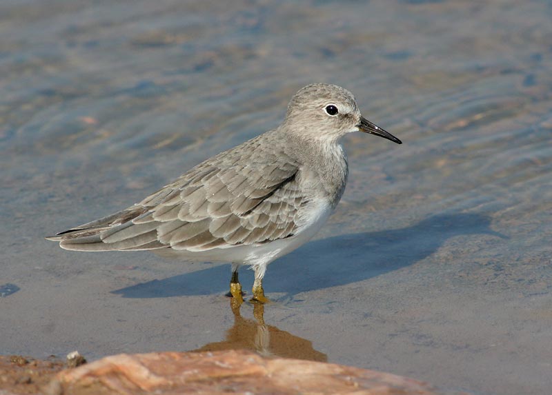 Temminck's Stint