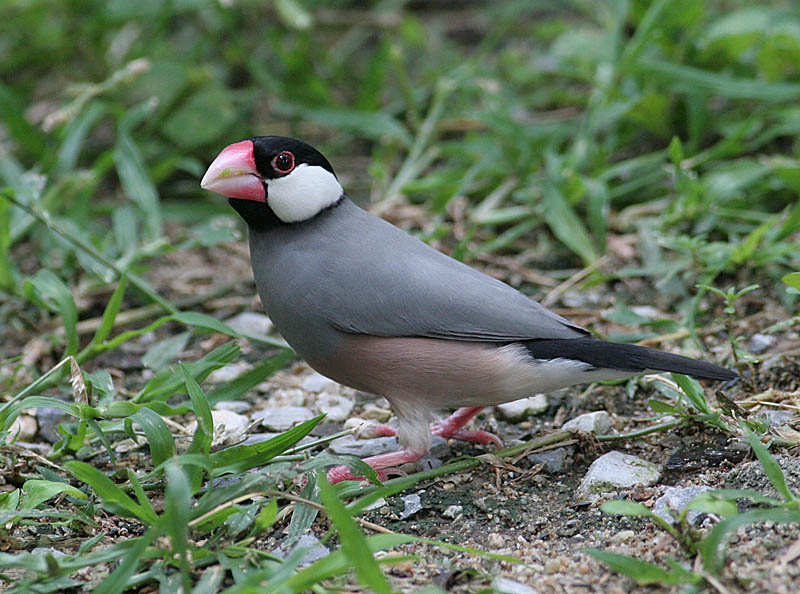 Java Sparrow