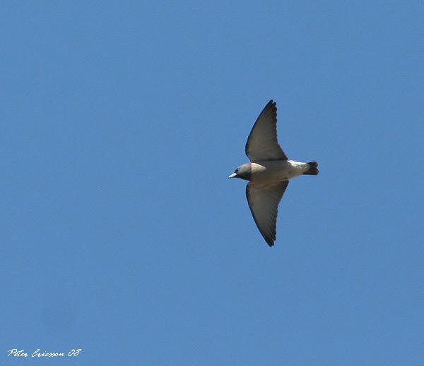 Ashy Wood Swallow