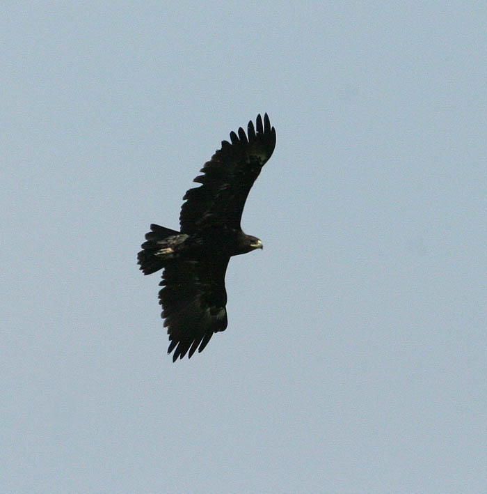 Greater Spotted Eagle