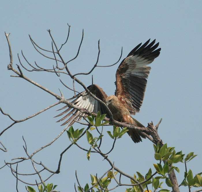 Brahimy Kite, juv