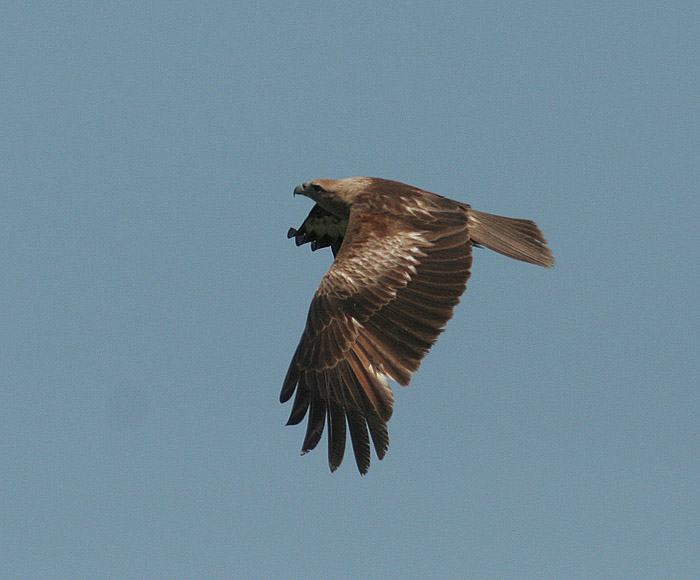 Brahminy Kite, juv
