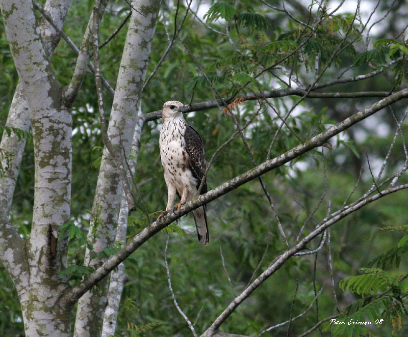 Changable Hawk Eagle