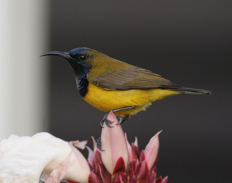 Olive-backed Sunbird, male