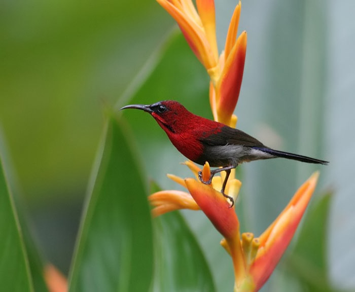 Crimson Sunbird