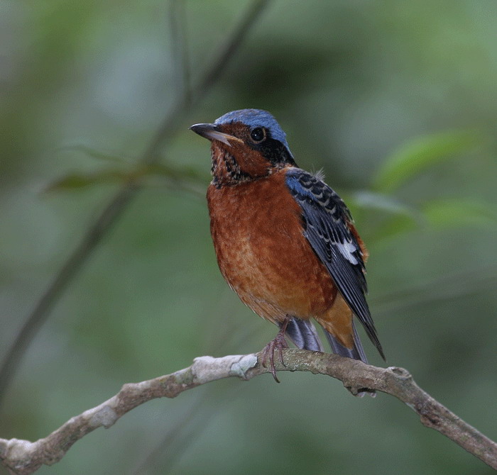 White-throated Rock Thrush