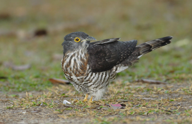 Large Hawk Cuckoo