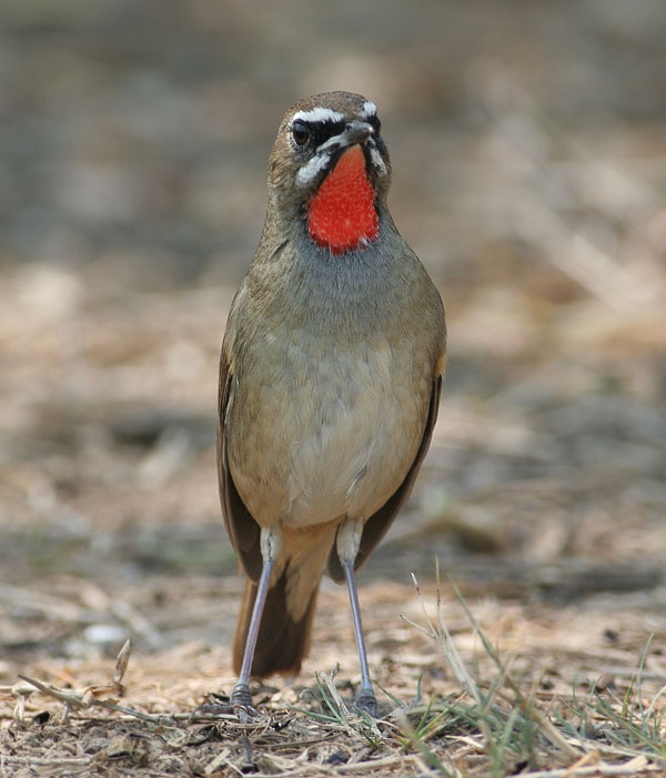 Siberian Ruby-throat