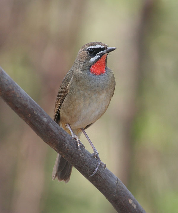 Siberian Ruby-throat