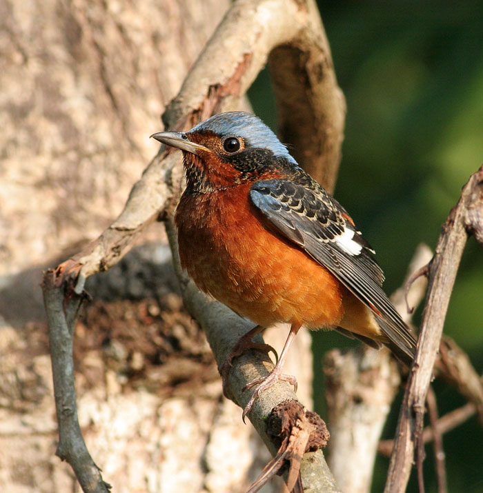 White-throated Rock Thrush