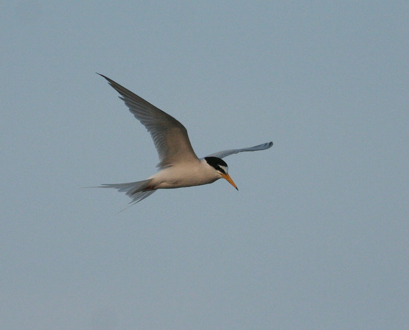 LIttle Tern