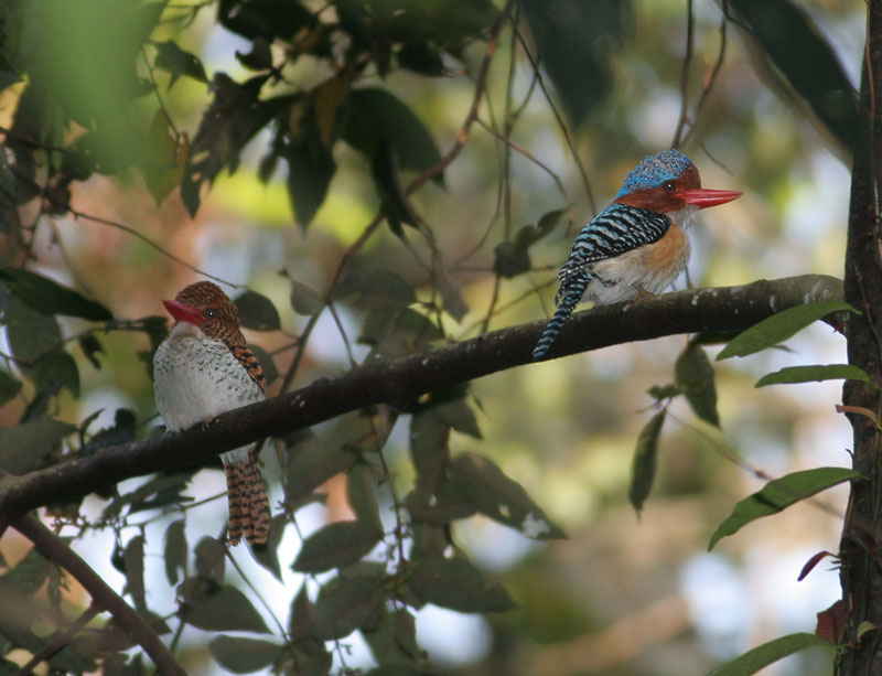 Banded Kingfisher